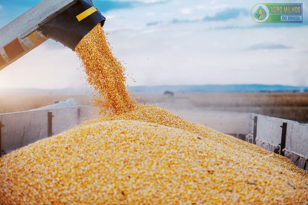 AGRO MILHOS DO BRASIL - MILHO