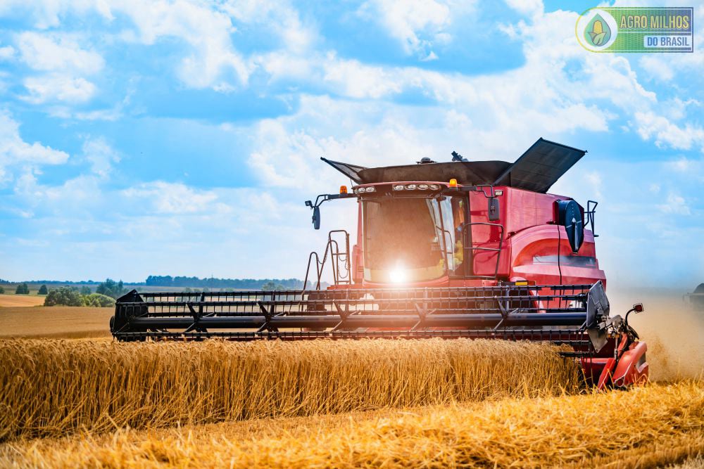 AGRO MILHOS DO BRASIL - Milho a granel | milho em sacas | farelo de trigo | sorgo | farelo de milho | farelo de soja | canjiquinha | fubá de milho