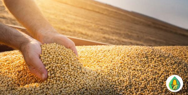 AGRO MILHOS DO BRASIL - PRODUTO FARELO DE SOJA