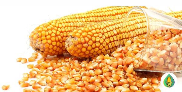 AGRO MILHOS DO BRASIL - PRODUTO MILHO A GRANEL