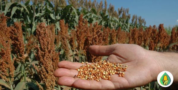 AGRO MILHOS DO BRASIL - PRODUTO SORGO