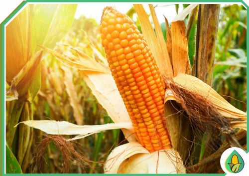 AGRO MILHOS DO BRASIL - QUALIDADE MILHO