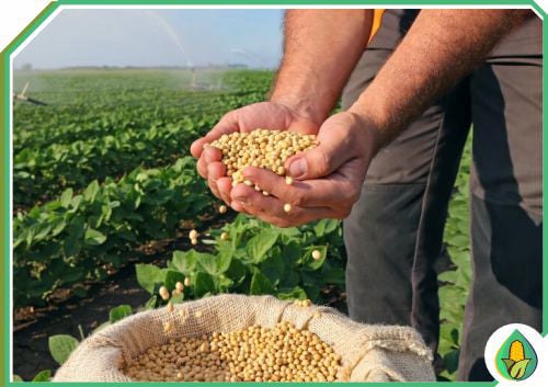 AGRO MILHOS DO BRASIL - QUALIDADE SOJA