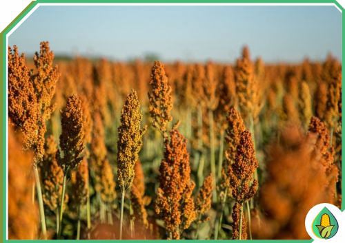 AGRO MILHOS DO BRASIL - QUALIDADE SORGO