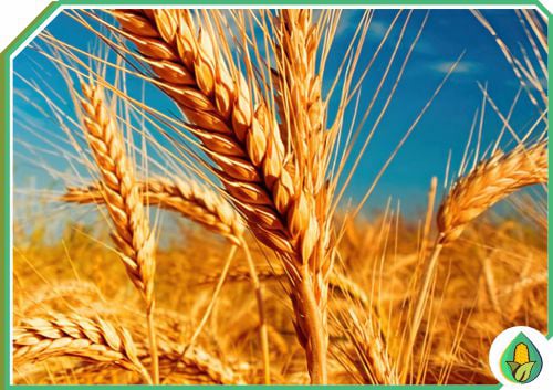 AGRO MILHOS DO BRASIL - QUALIDADE TRIGO